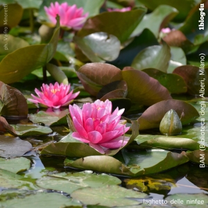 The water lily pond - BAM (Biblioteca degli Alberi, Milano) - Gabriella Ruggieri & partners