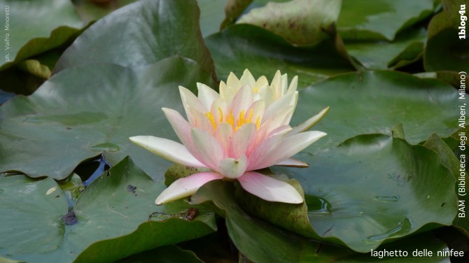 The water lily pond - BAM (Biblioteca degli Alberi, Milano) - Gabriella Ruggieri & partners